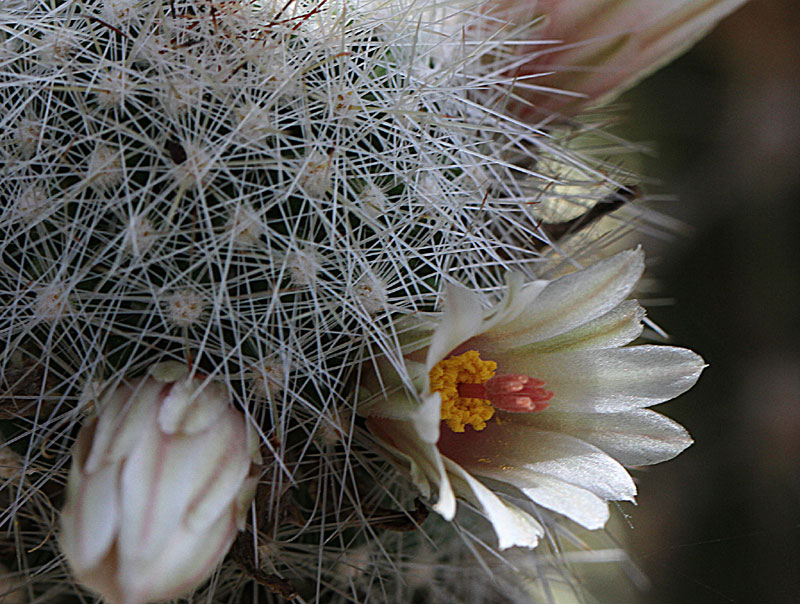 Mammillaria verhaertiana